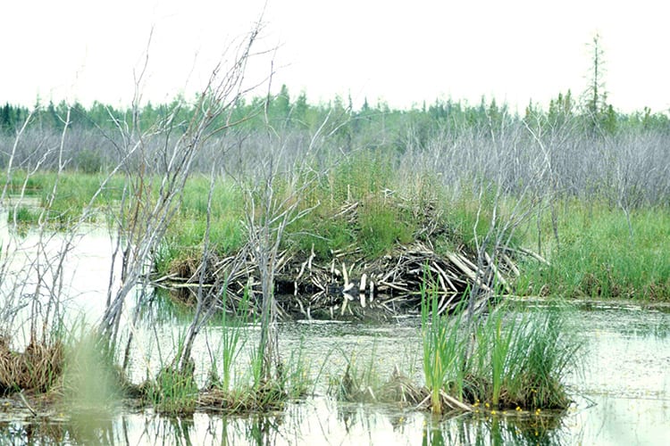 Beverdam in het Wood Buffalo National Park