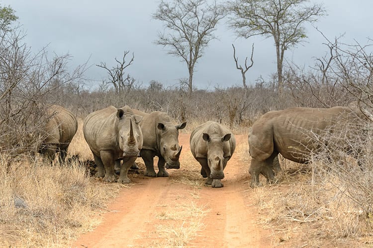 Hlane Royal National Park, Swaziland