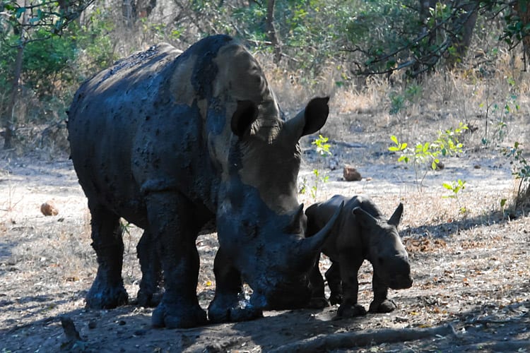 Mkhaya Game Reserve, Swaziland