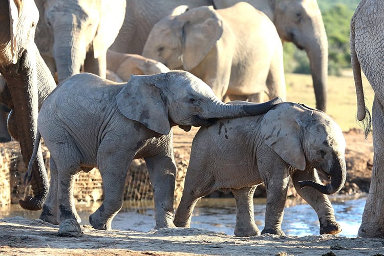 Addo Elephant National Park