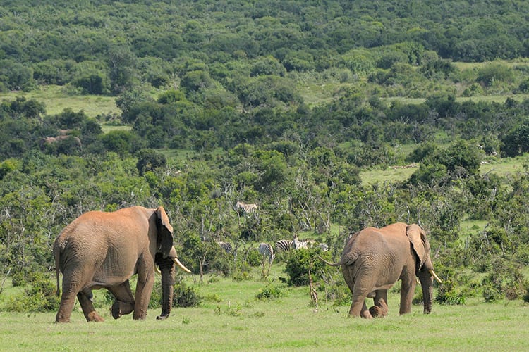 Addo Elephant Park, Zuid-Afrika