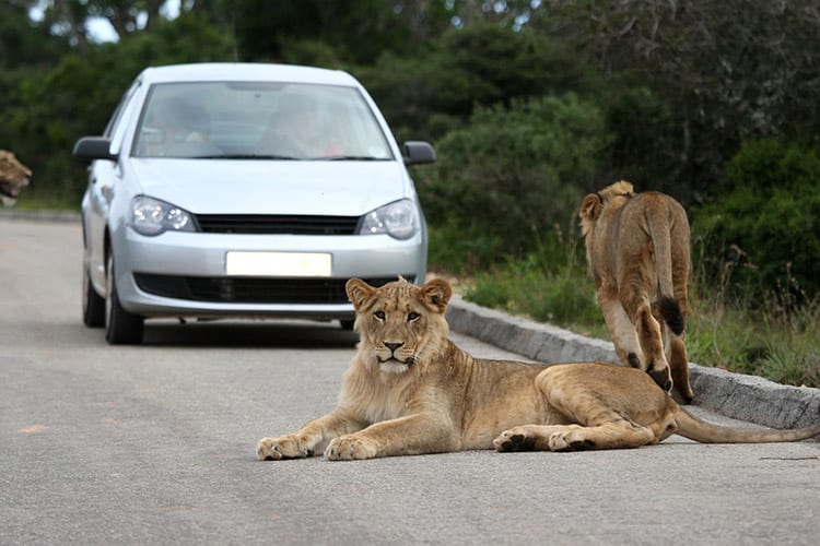 Leeuwen in het Addo Elephant National Park