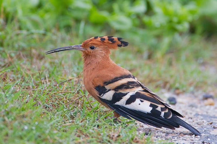 Vogels in het Addo Elephant Park