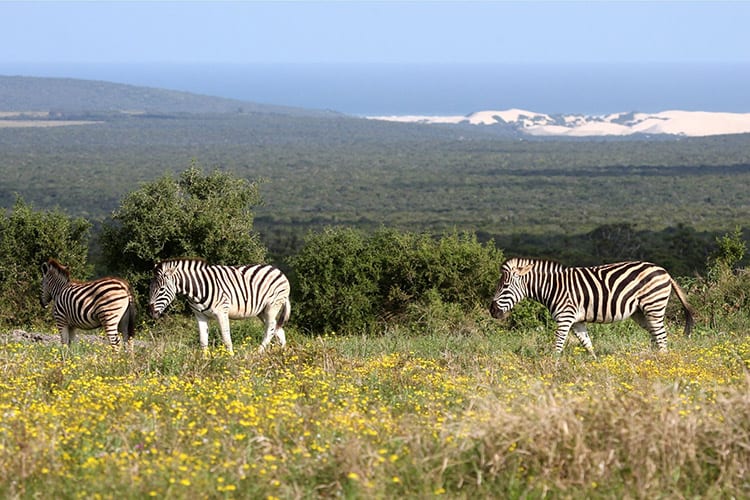 Zebra's in het Addo Elephant National Park