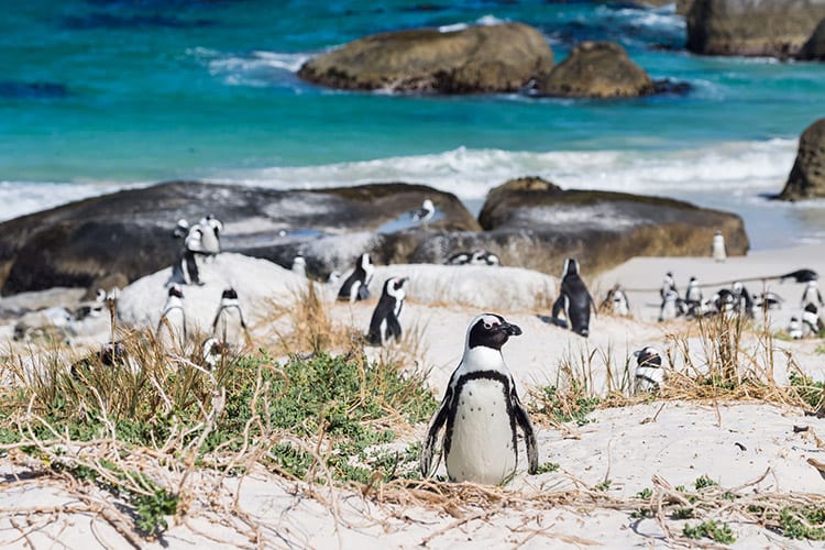 Boulders Beach, Zuid-Afrika