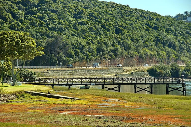 Knysna Forest