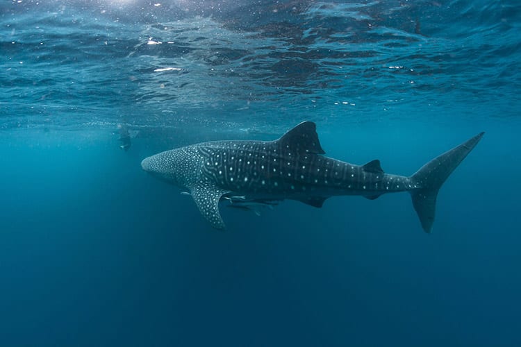 Cenderawasih Bay, Indonesië