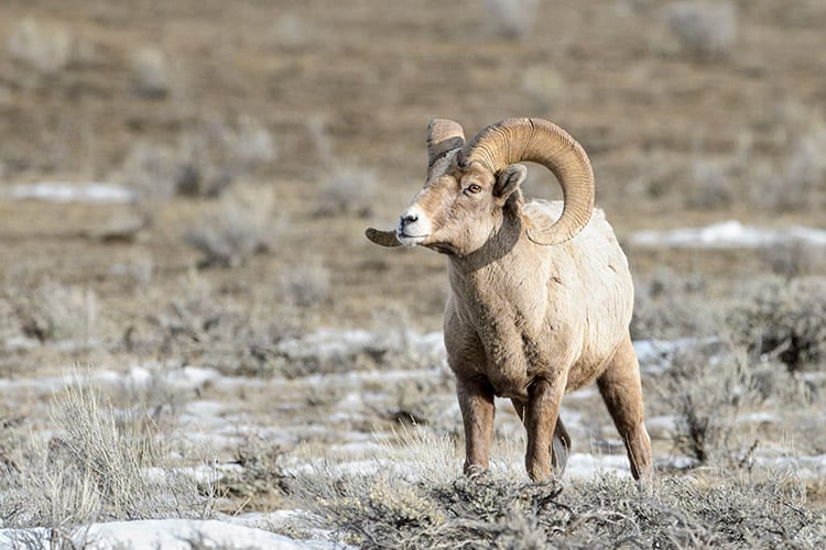 National Elk Refuge, Jackson