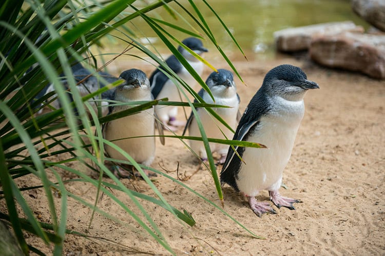 Philip Island, Australië