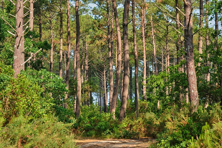 Les Landes de Gascogne, Aquitanië