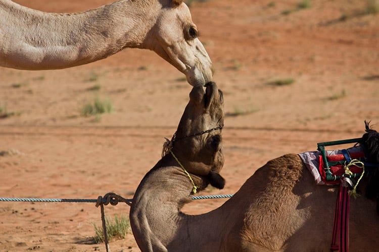 Wahiba Sands, Oman