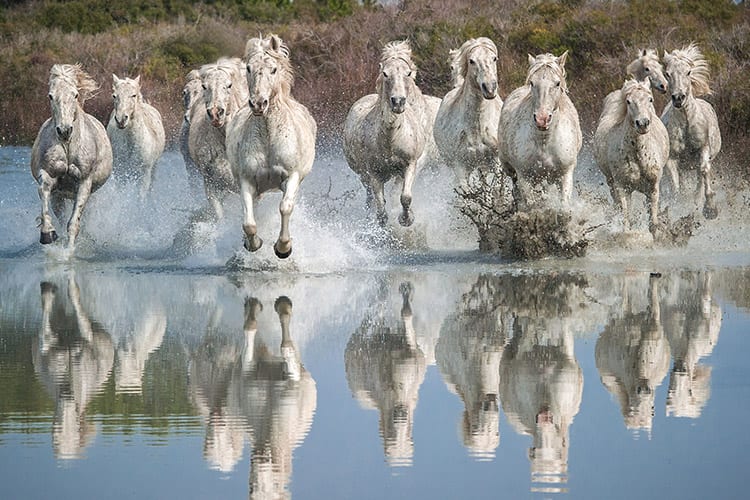 De Camargue, Frankrijk