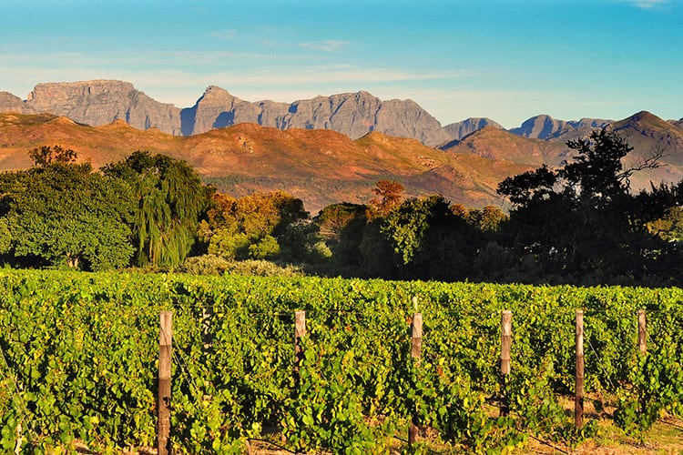 Westkaap Stellenbosch, Zuid-Afrika