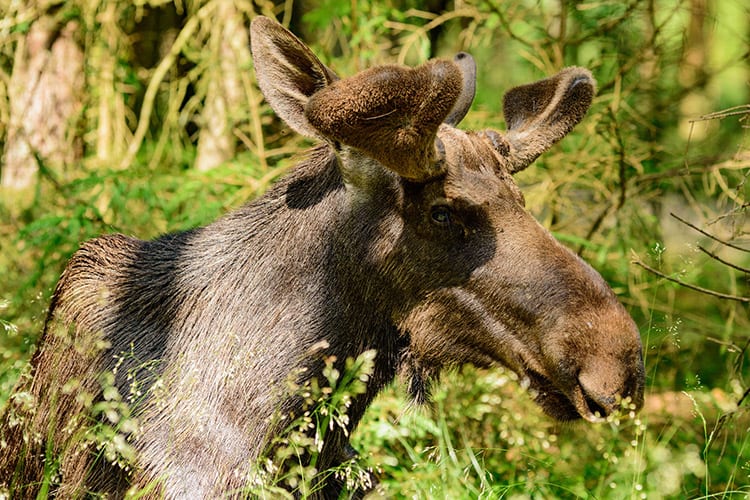 Eland in Småland