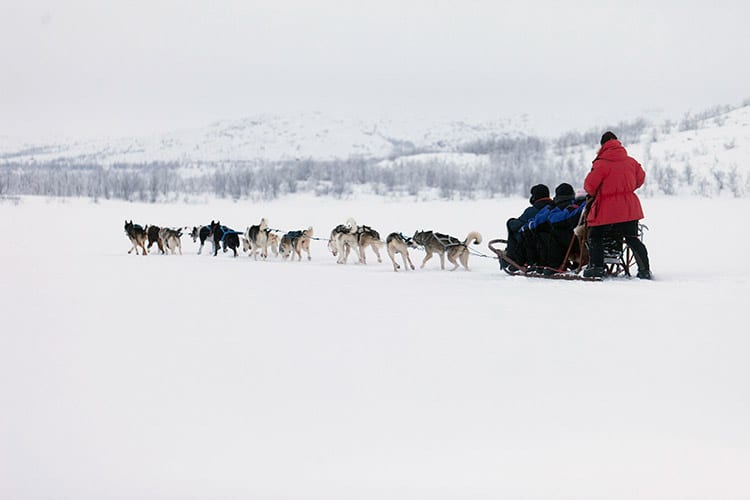 Husky's, Zweeds Lapland