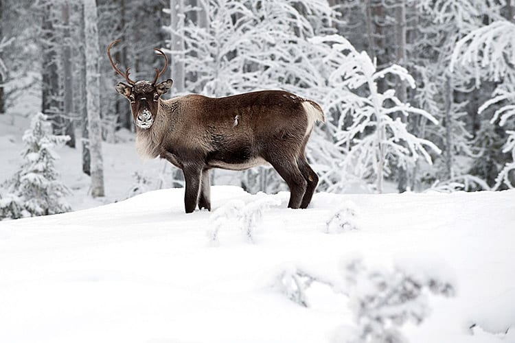 Rendier in Zweeds Lapland