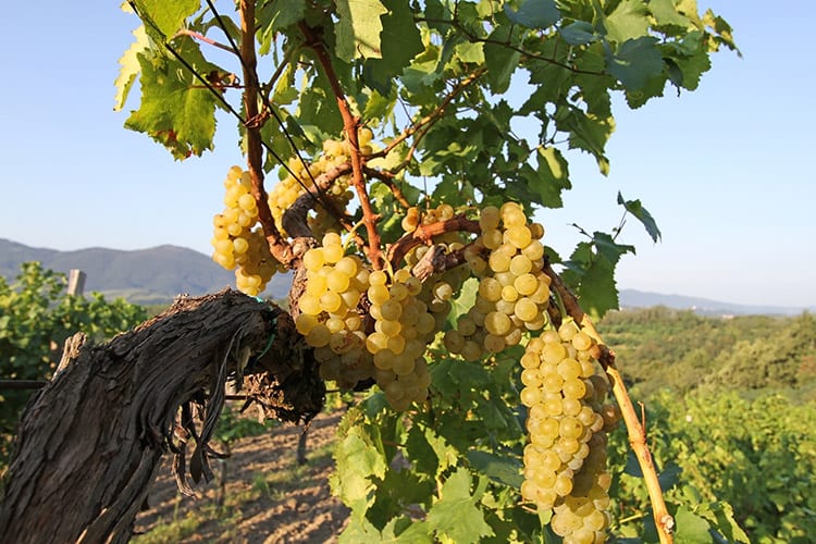 Vipava Valley wijn
