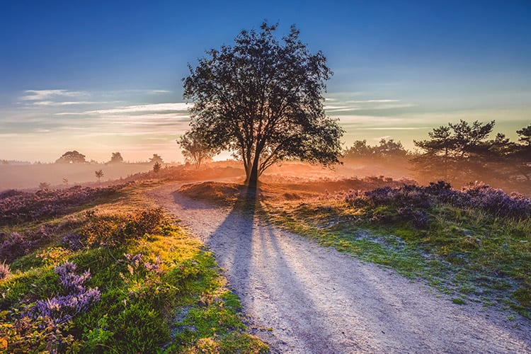 Hoge Veluwe, Nederland