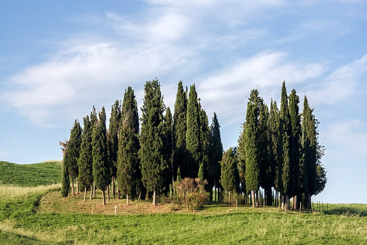 Cypressen bij San Quirico d’Orcia, Toscane