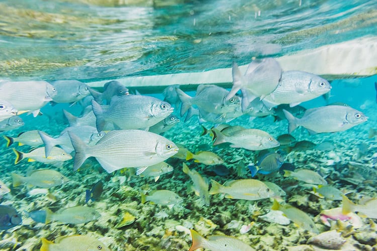 Duiken Ambergris Caye
