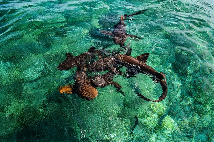 Shark Ray Alley, Ambergris Caye