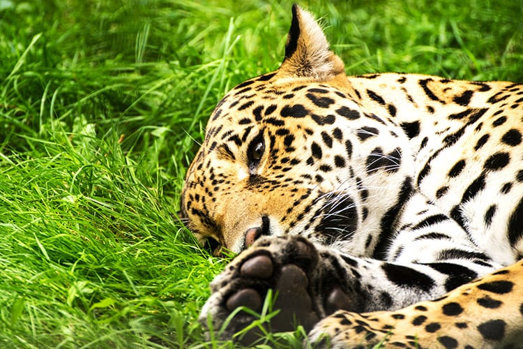 Belize Zoo, Belize City
