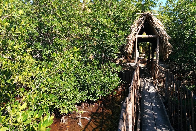 Forest Reserve, Caye Caulker