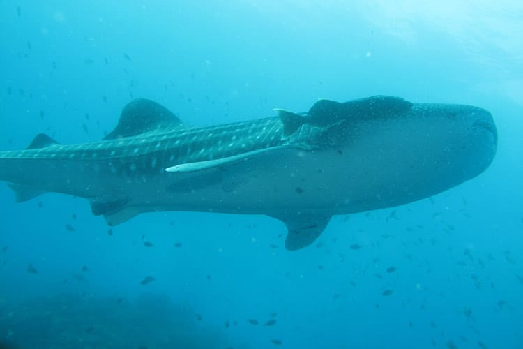 Duiken bij de Great Blue Hole
