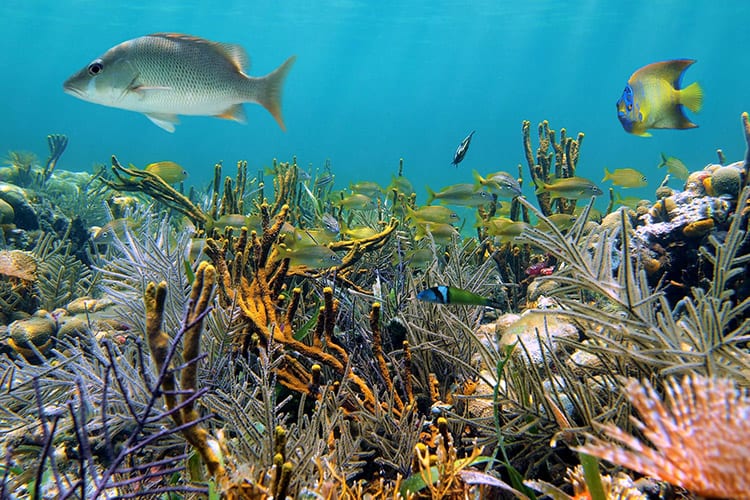 Onderwaterwereld Great Blue Hole
