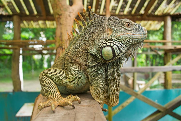 Green Iguana Conservation Project