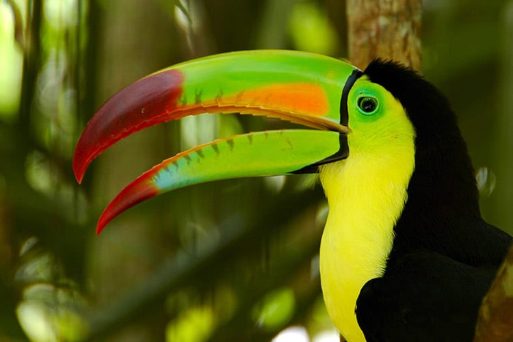 Tucan in Belize