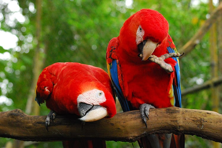 Ara in Belize Zoo