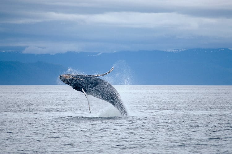 Walvis in Alaska