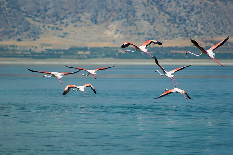 Kuscenneti National Park, Turkije