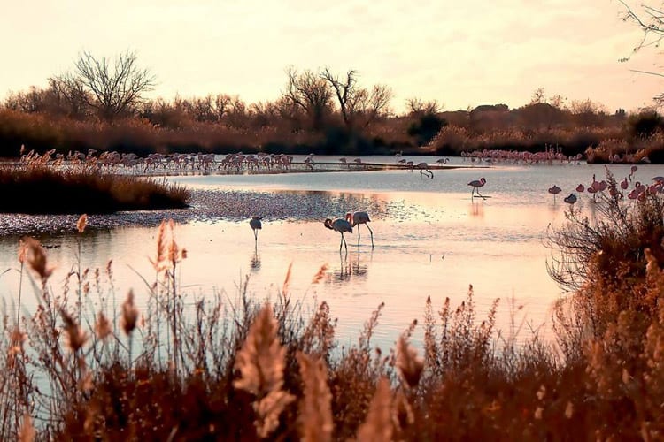 La Camargue, Frankrijk