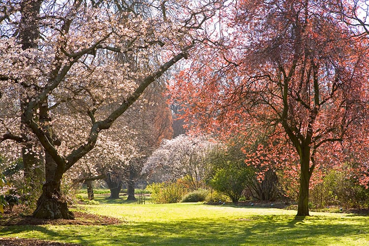 Hagley Park, Christchurch