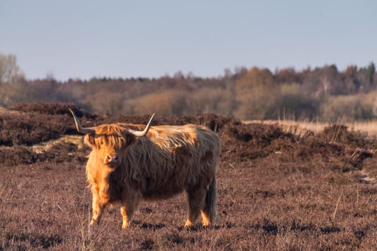 Schotse hooglander, Drenthe