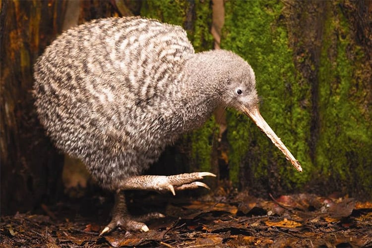 Otorohanga Kiwi House