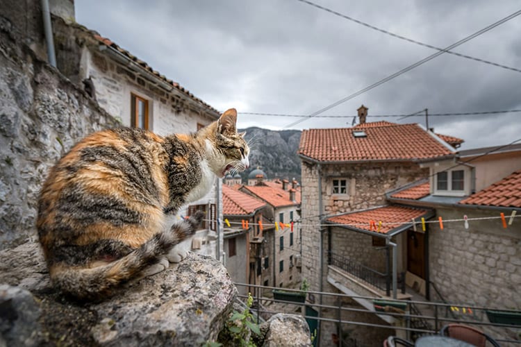 Kat in Kotor