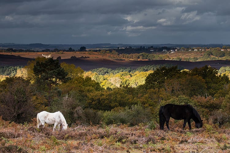 New Forest National Park, Hampshire