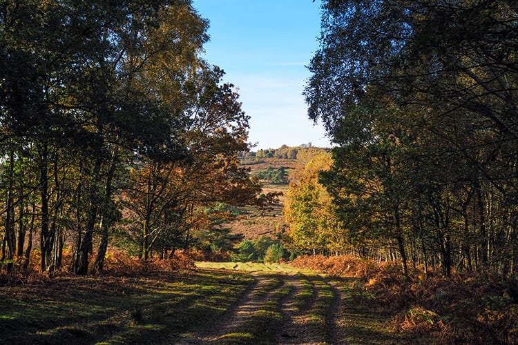 Ashdown Forest, Sussex