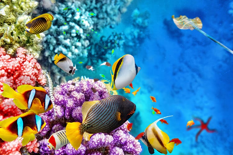 Duiken, Hurghada