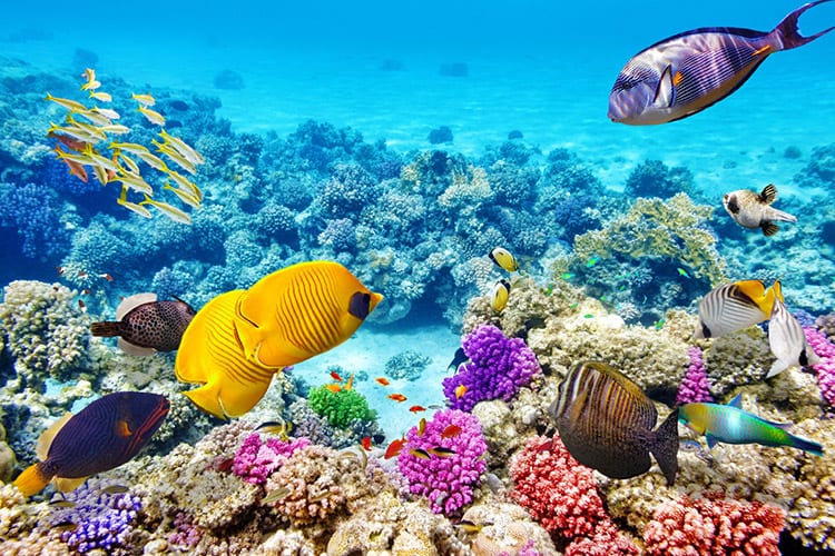Sharm el Sheikh duiken