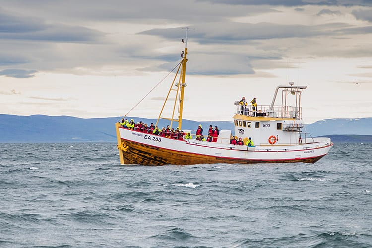 Walvis spotten in IJsland