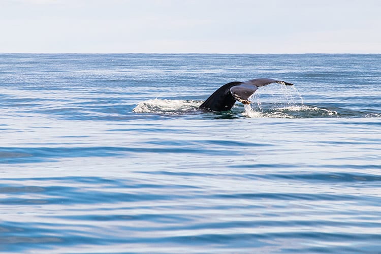 Walvis spotten, IJsland