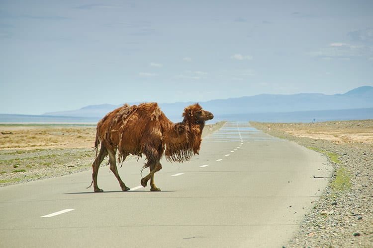Gurvansaikhan National Park