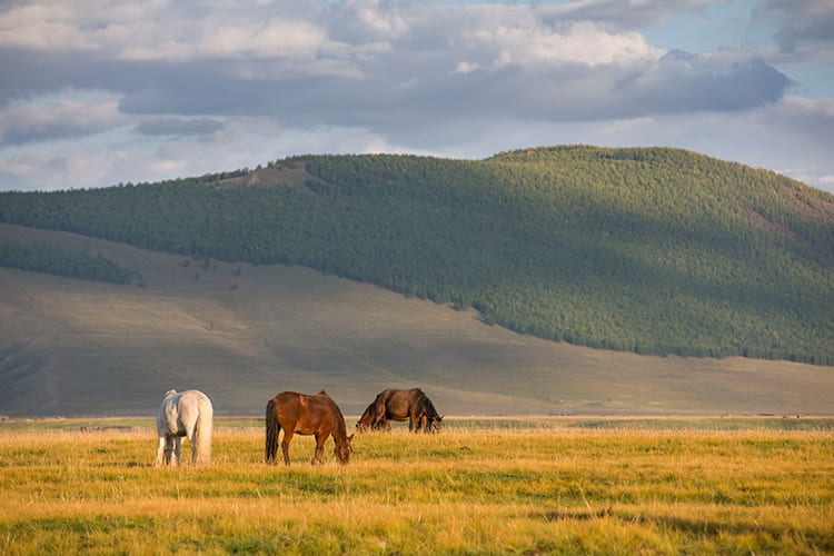 Hustain Nuruu National Park, Mongolië