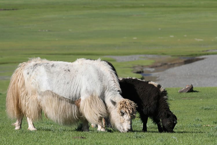 Yaks, Orkhon vallei