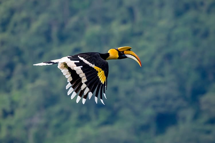 Dubbelhoornige neushoornvogel, Khao Yai National Park