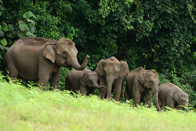 Olifanten in het Khao Yai National Park